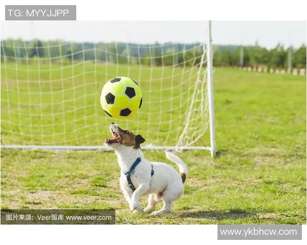 狗子足球明星盘点有哪些值得关注的球员和他们的精彩表现